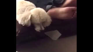 Couch Feet