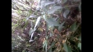 Outdoor Blowjob And Fucking