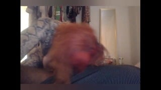 Tranny Goes Crazy Over BBC