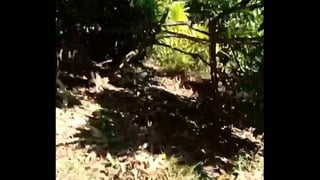 Cumshot Outdoor