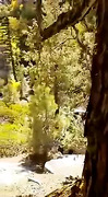 tiktoker viral video sex in murree
